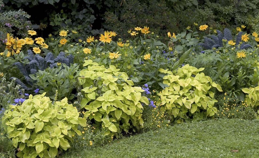 Pro Tips for a Low Maintenance Garden